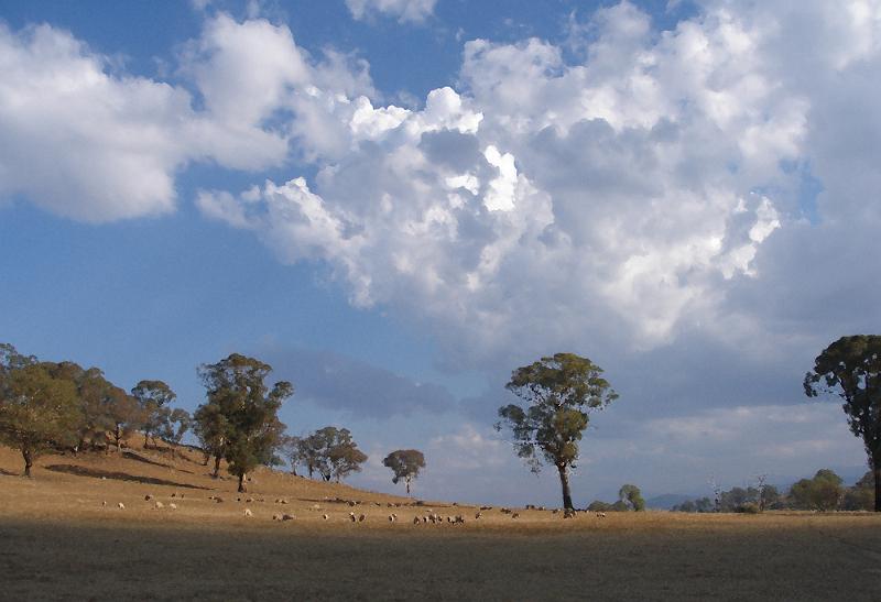 sheep in the paddocks.jpg - OLYMPUS DIGITAL CAMERA